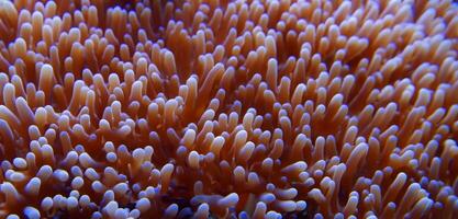 corail sous-marin mer sous-marin écosystème photo