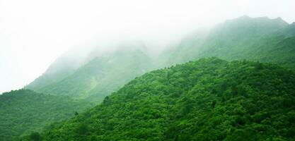 vert montagnes dans brouillard panoramique la nature vue Montagne paysage et du froid brouillard dans le Matin 3d illustration photo