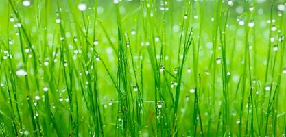 rosée sur le herbe proche en haut photo l'eau gouttelettes sur vert herbe pluie sur le herbe