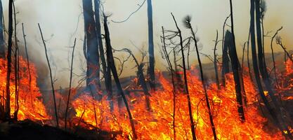 forêt Feu Feu arbre sur le colline rouge flammes brûlant arbre branches couvert dans fumée photo