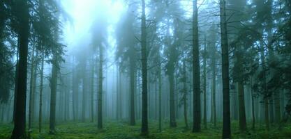 brouillard dans le forêt grand des arbres panoramique la nature paysage Contexte forêt tropicale 3d illustration photo