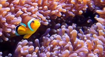 pitre poisson et corail sous-marin anémone poisson la vie dans le mer 3d illustration photo