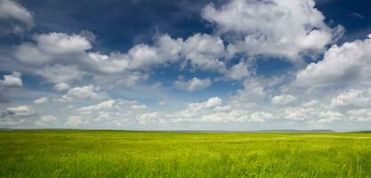 herbe champ herbe et ciel Contexte horizon panorama 3d illustration photo