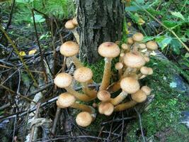mangeable champignons, mon chéri agarics dans forêt photo