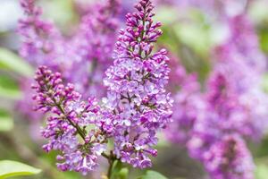 lilas fleurit sur une ensoleillé printemps journée dans peut. le fleurs étaient juste début à floraison. Contexte image avec une espace pour le texte. Naturel floral Contexte. printemps jour, photo