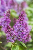 lilas fleurit sur une ensoleillé printemps journée dans peut. le fleurs étaient juste début à floraison. Contexte image avec une espace pour le texte. Naturel floral Contexte. printemps jour, photo