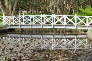 blanc passerelle pont plus de le lotus étang avec forêt à le Contexte à australien parc. photo