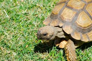 mignonne africain tortue, casqué tortue habiter le du sud bord de le Sahara désert, le sahel, dans Afrique, en marchant sur le vert herbe dans Haut voir, proche en haut. photo