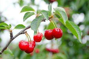 une bouquet de rouge mûr Cerise sur ses branche dans une les terres agricoles dans Nouveau Sud Pays de Galles, Australie. photo