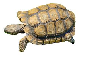 mignonne africain tortue, casqué tortue habiter le du sud bord de le Sahara désert, le sahel, dans Afrique, en marchant sur le vert herbe dans Haut voir, isolé sur blanc Contexte. photo