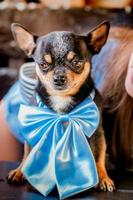 drôle de petit chien. portrait de chien chihuahua avec un arc bleu. photo