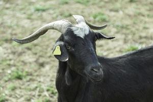 chèvre sauvage avec des cornes photo