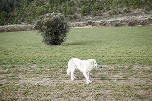 chien d'or dans le domaine photo