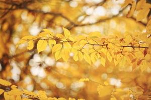 fond de feuillage abstrait, belle branche d'arbre dans la forêt automnale, lumière du soleil chaude et lumineuse, feuilles d'érable sèches orange, saison d'automne
