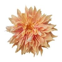 gros plan d'une belle fleur de dahlia orange isolé sur fond blanc. photo