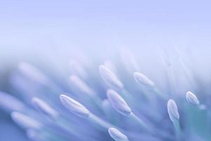 bleu violet belle fleur de printemps fond de branche avec espace de copie gratuit pour carte de voeux ou page de couverture de l'environnement, modèle, bannière Web et en-tête. photo
