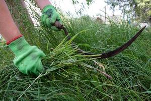 processus de nettoyage de l'herbe avec une faucille photo