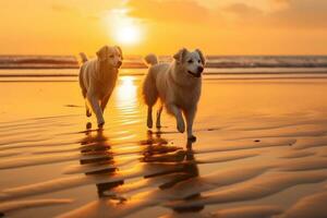 deux chiens sur le plage à le coucher du soleil. d'or retriever et Labrador retriever. ai génératif photo