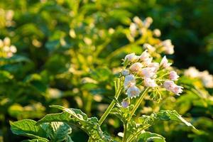 plante de pomme de terre verte en fleurs sur le terrain, plante saisonnière photo