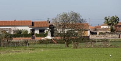 cigognes volant à aveiro, portugal photo