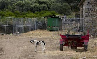 chien de ferme en milieu rural, portugal photo