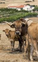 troupeau de vaches de race mirandesa au portugal photo