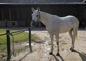 cheval de polo attendant son tour photo