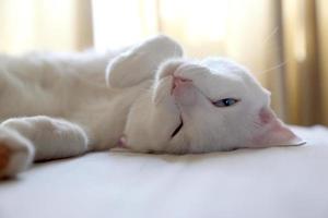 chat dans la maison photo