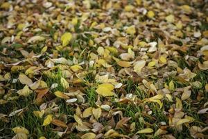 feuilles d'automne au sol