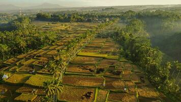 magique mancingan riz champ Matin coup photo