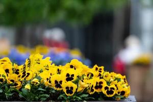 Fleur de pensée alto jaune et marron ou violettes jaunes - image photo