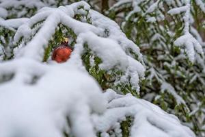 boule de noël rouge sur la branche de sapin couverte de neige