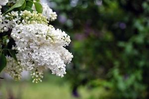 fleurs blanches dans le jardin photo