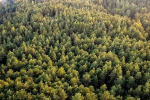 belle photo panoramique au-dessus de la forêt de pins