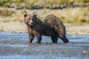 grizzle dans la nature de l'alaska