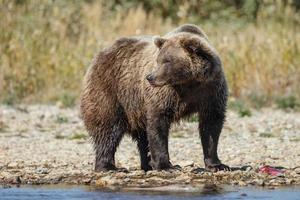 grizzle dans la nature de l'alaska