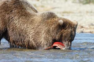 ours grizzli dans la nature de l'alaska