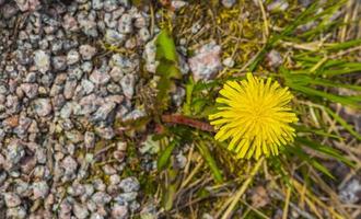 fleurs de pissenlits jaunes sur le sol pierreux l'été en norvège. photo
