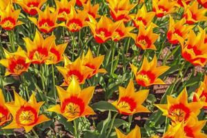 De nombreuses jonquilles tulipes colorées dans le parc de Keukenhof lisse Hollande Pays-Bas.