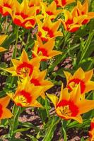 De nombreuses jonquilles tulipes colorées dans le parc de Keukenhof lisse Hollande Pays-Bas.