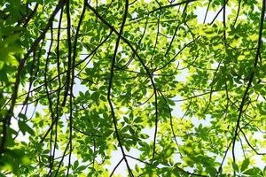 branches d'arbres fond vert photo