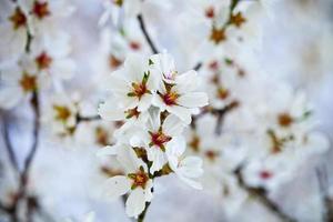 fond de fleurs de printemps photo