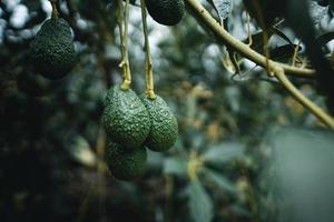 les avocats poussent dans le jardin. photo