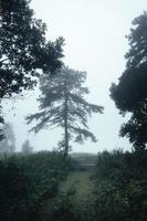 arbres dans le brouillard, forêt de paysage sauvage avec des pins photo