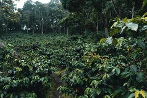 plantation de café dans la forêt tropicale photo