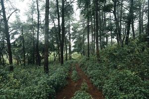 arbres dans le brouillard, forêt de paysage sauvage avec des pins photo