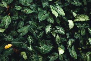 feuilles vertes fond naturel fond de feuilles tropicales,