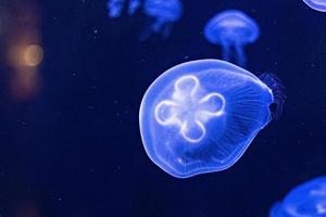 fond de belles méduses au néon bleu. aquarium photo