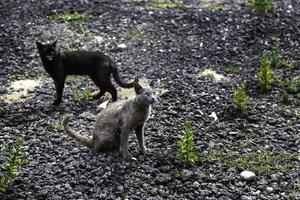 chats sans abri de la rue photo