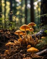 ai génératif champignons croissance parmi le l'automne feuilles dans le forêt sol photo